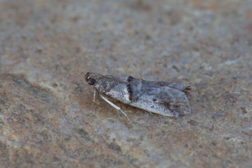 Réf. 245 665 : Pseudacrobasis tergestella